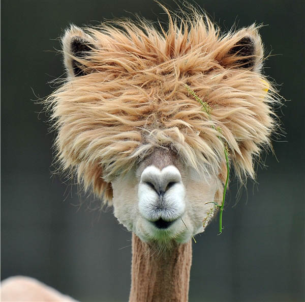 [Image: funny-alpacas-with-awesome-amazing-hilar...air-15.jpg]