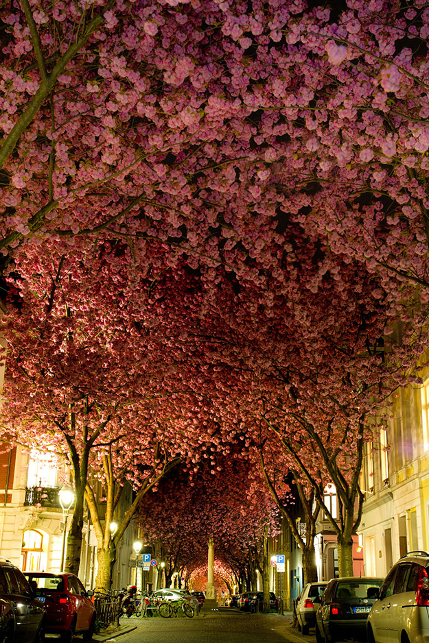 cherryblossoms