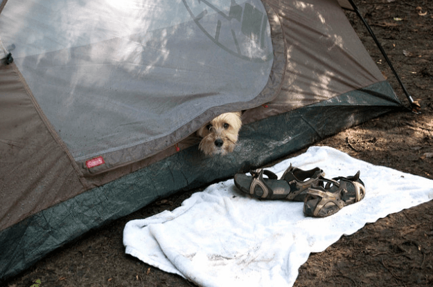 robby tent